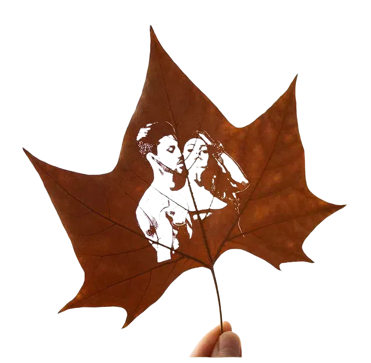 1723104302733551.jpg paulownia leaves 5.jpg